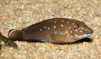 spathodus-erythrodon-kigoma-pt-a.jpg