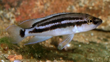 Neolamprologus bifasciatus