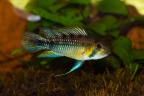 apistogramma_rositae_nb.jpg