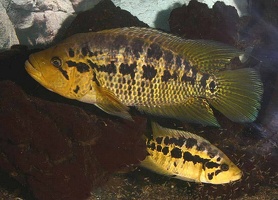 Parachromis aff. friedrichsthalii
