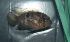 Andinoacara-biseriatus.jpg