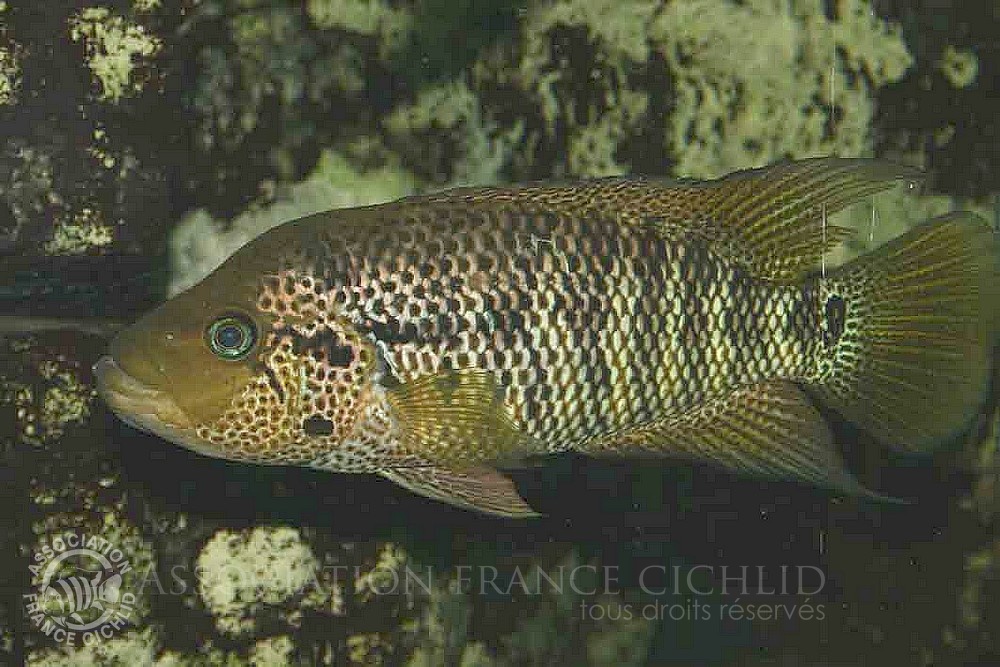parachromis-motaguensis-tenedores-jb.jpg