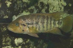 parachromis-motaguensis-tenedores-jb.jpg