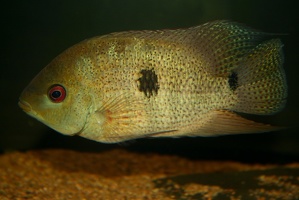 Heroina isonycterina
