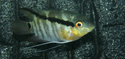 Mesonauta mirificus