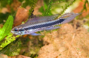 Taeniacara candidi 