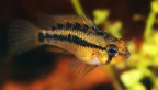 apistogramma-macmasteri-nb-f.jpg