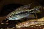Apistogramma-âucisquamis-m-nb.jpg