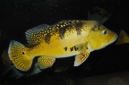Cichla-kelberi-CG.jpg