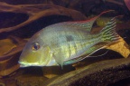 Geophagus-tapajos-CG.jpg
