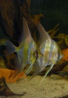 Pterophyllum-altum-CG.jpg