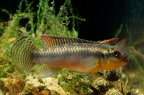 congochromis_sabinae_nioki1_AJ.jpg
