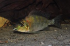 Tylochromis_lateralis_MN.jpg
