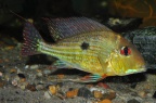 Geophagus_abalios.jpg