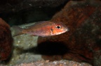 callochromis-macrops-ndole-b.1.jpg