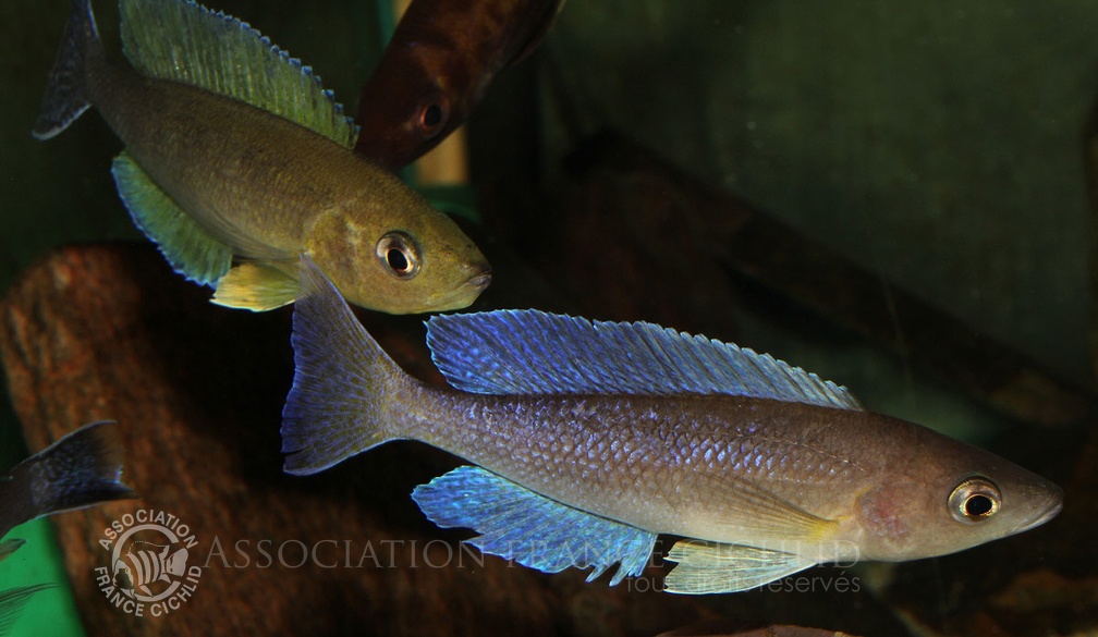 cyprichromis-coloratus-afc-pt.jpg