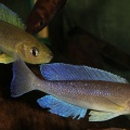 cyprichromis-coloratus-afc-pt.jpg