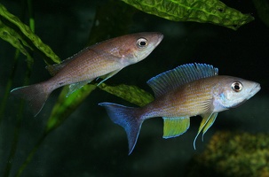 Cyprichromis pavo Sibwesa couple