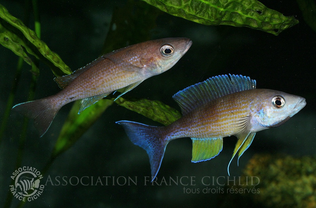 cyprichromis-pavo-afc-pt.jpg