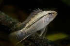 Apistogramma helkeri Valentin Avril.jpg