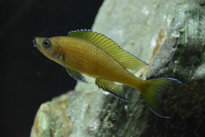 Paracyprichromis nigripinnis
