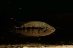 Parachromis dovii mâle.jpg