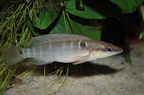 Crenicichla compressiceps femelle.jpg