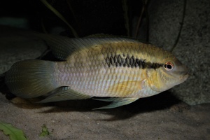 Laetacara flavilabris