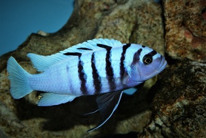 Cynotilapia sp. 'hara' 'Gallireya Reef'