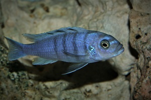 Cynotilapia sp. "Hara" Gallireya Reef