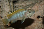 Cynotilapia zebroides Jalo Reef femelle en incubation.jpg