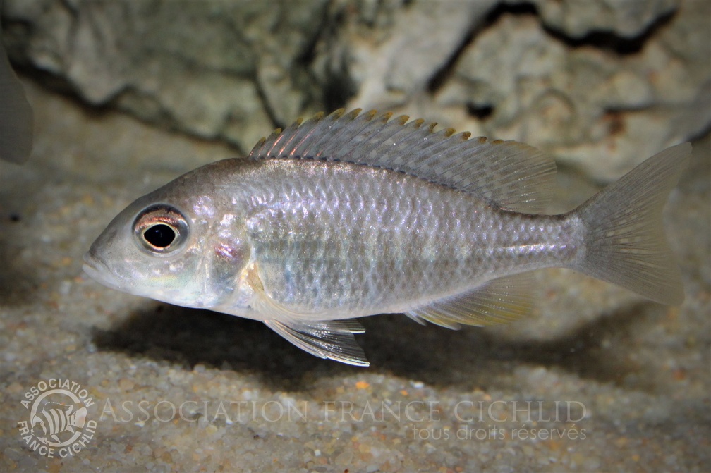 Aulonocara maylandi Chimwalani Reef femelle.jpg