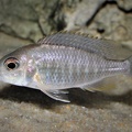 Aulonocara maylandi Chimwalani Reef femelle.jpg