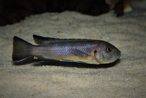 Cynotilapia sp. 'elongatus chitimba' 'Chitimba Bay'