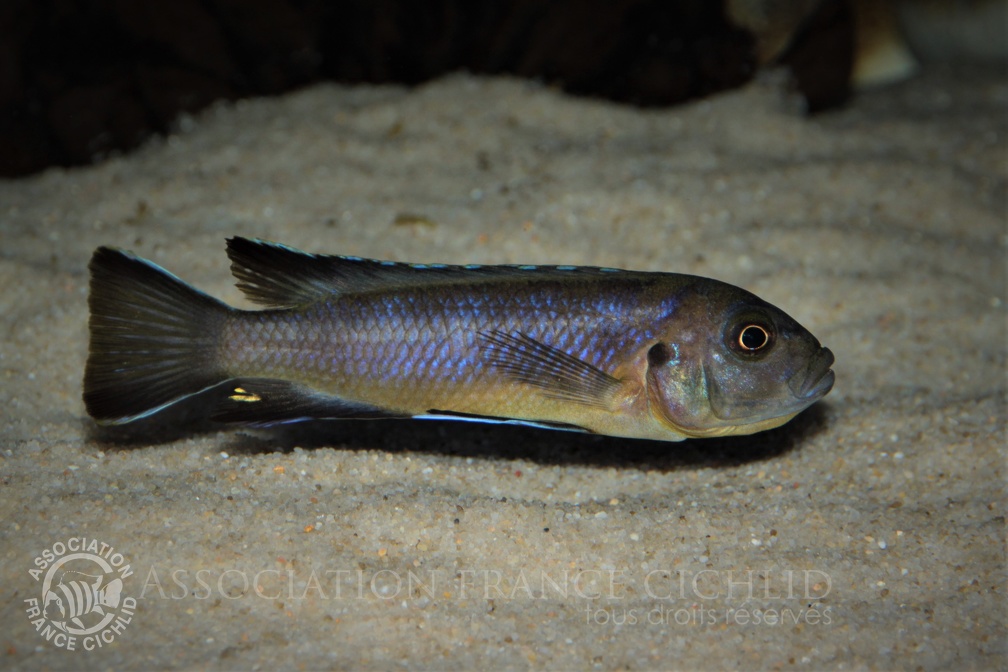 Cynotilapia sp. elongatus chitimba Chitimba Bay femelle en incubation.jpg