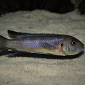 Cynotilapia sp. elongatus chitimba Chitimba Bay femelle en incubation.jpg