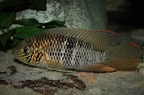 Andinoacara biseriatus Bajo Calima Colombie mâle.jpg