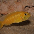 Chindongo saulosi femelle en incubation.jpg