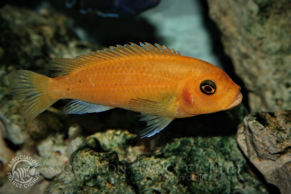 Maylandia estherae Minos Reef femelle rouge sauvage.jpg