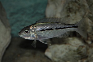 Nyassachromis prostoma Kanchedza