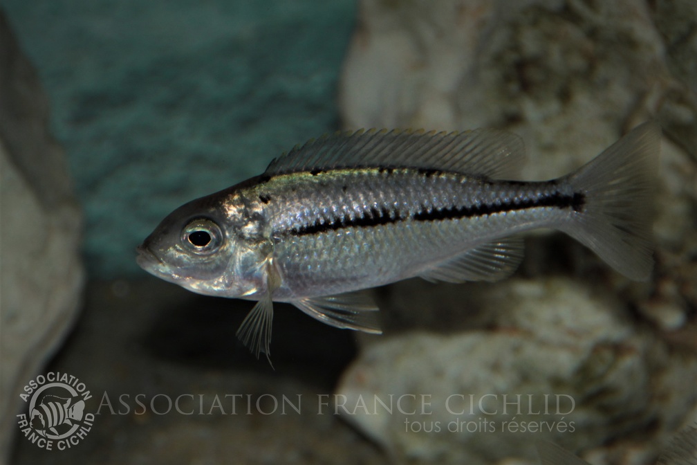 Nyassachromis prostoma Kanchedza femelle.jpg