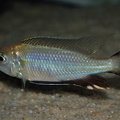Nyassachromis prostoma Kanchedza mâle.jpg