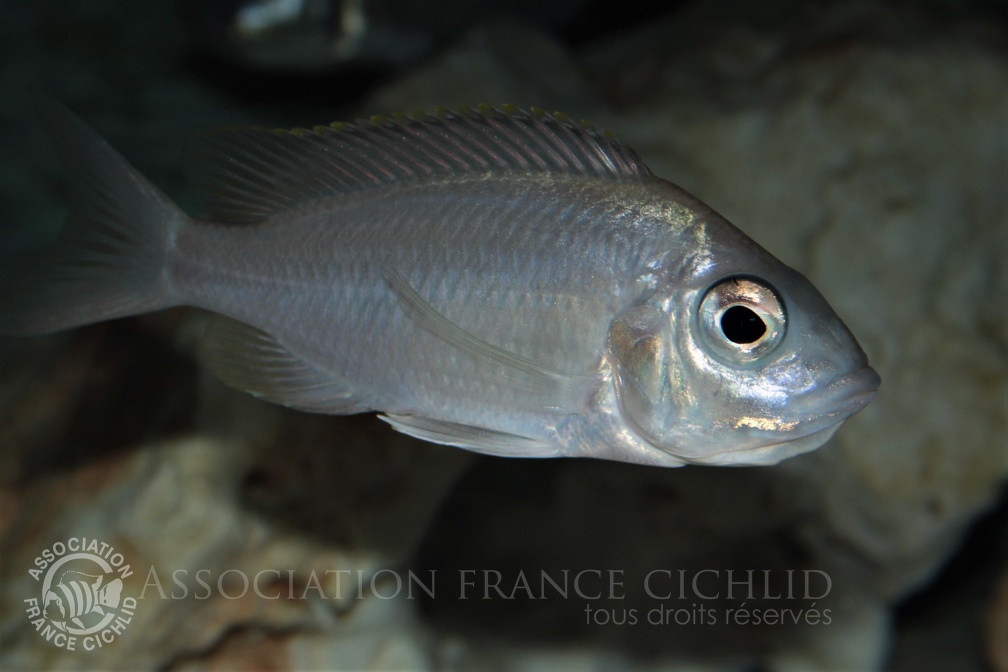 Placidochromis sp. 'jalo' Jalo Reef femelle en incubation.jpg