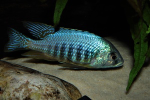 Placidochromis sp. 'jalo' Jalo Reef