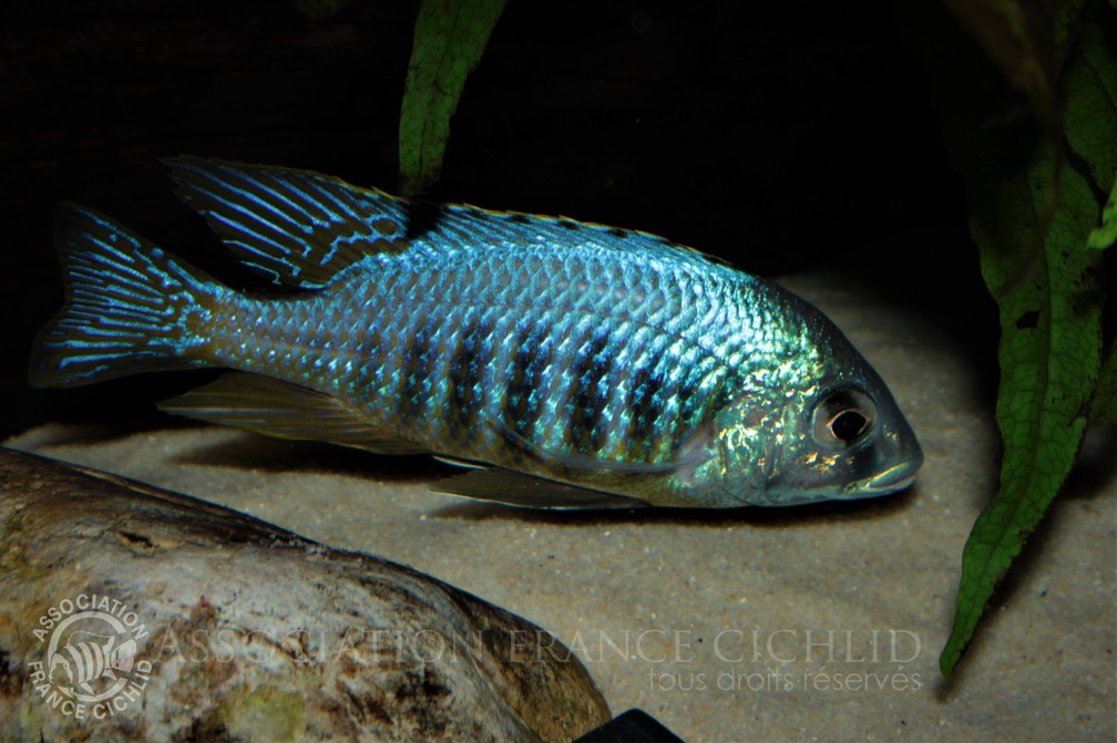 Placidochromis sp. 'jalo' Jalo Reef mâle.jpg