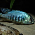 Placidochromis sp. 'jalo' Jalo Reef mâle.jpg