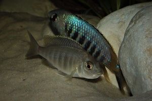 Placidochromis sp. "Jalo" Jalo Reef