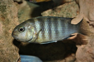 Tropheops microstoma Otter Point
