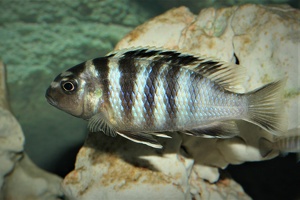 Tropheops microstoma 'Otter Point'