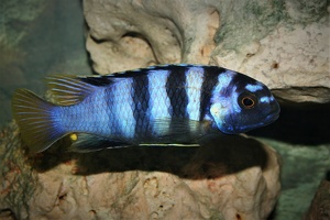 Tropheops microstoma 'Otter Point'